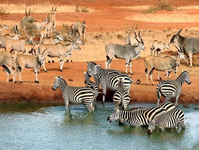 Zambia